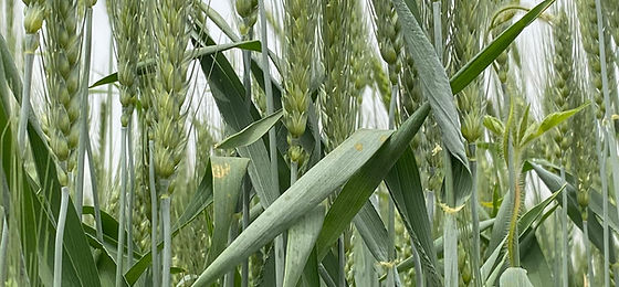 Jigawa State Projects